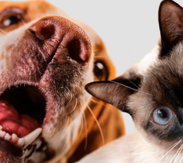 Quais as raças caninas mais predispostas a problemas oculares?