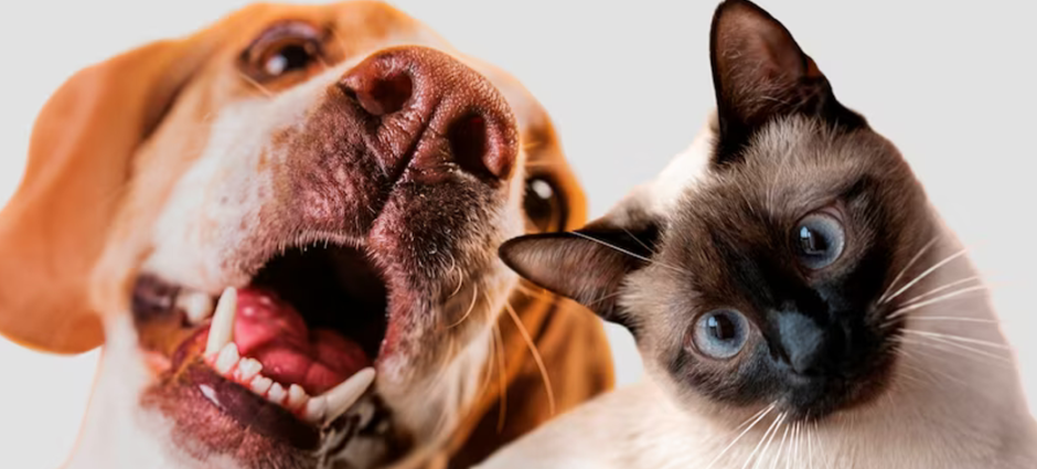 Quais as raças caninas mais predispostas a problemas oculares?